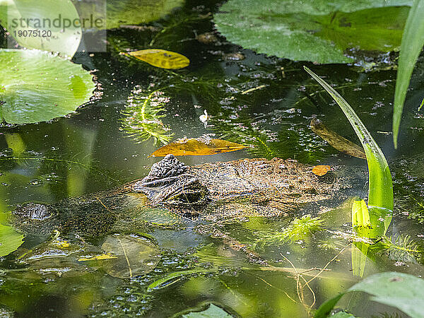 Ein erwachsener Brillenkaiman (Caiman crocodilus) tagsüber in einem Süßwasserteich  Rio Seco  Costa Rica  Mittelamerika