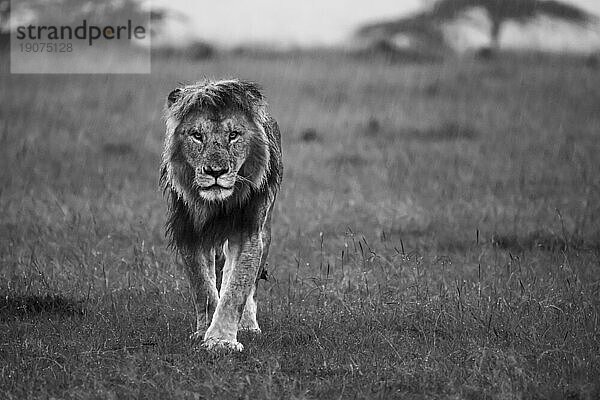 Afrikanischer Löwe (Panthera Leo)  Masai Mara  Mara Nord  Kenia  Ostafrika  Afrika