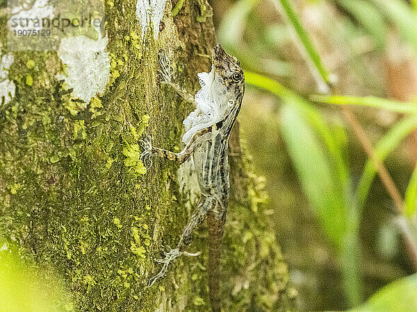 Eine ausgewachsene Grenzanole (Anolis limifrons) wirft ihre Haut an einem Baum in Playa Blanca  Costa Rica  Mittelamerika ab