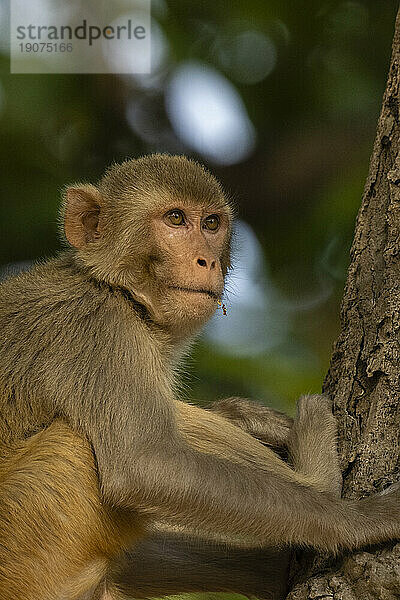 Rhesusaffen (Macaca mulatta)  Bandhavgarh-Nationalpark  Madhya Pradesh  Indien  Asien