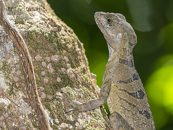 Eine erwachsene weibliche Basilisk (Basiliscus basiliscus) auf einem Baum neben einem Bach in Caletas  Costa Rica  Mittelamerika