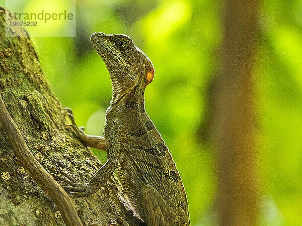 Ein junger männlicher Gemeiner Basilisk (Basiliscus basiliscus) auf einem Baum neben einem Bach in Caletas  Costa Rica  Mittelamerika