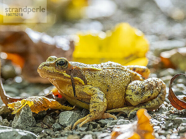 Ein ausgewachsener Europäischer Grasfrosch (Rana temporaria) auf dem Boden im Nationalpark Hainich  Thüringen  Deutschland  Europa