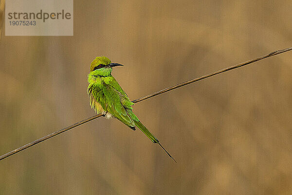 Grüner Bienenfresser (Merops orientalis)  Bandhavgarh-Nationalpark  Madhya Pradesh  Indien  Asien