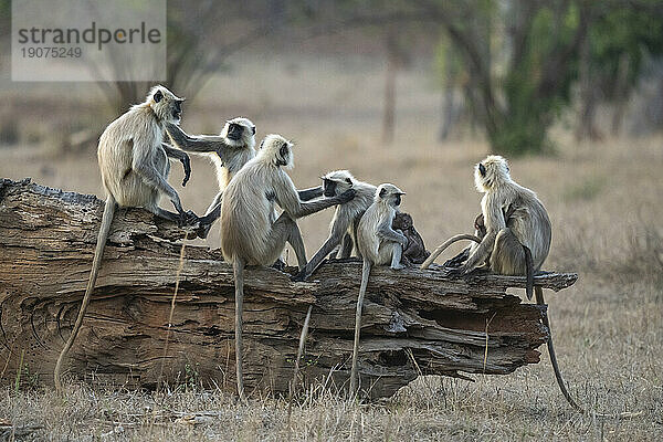 Gemeiner Langur (Semnopithecus entellus)  Bandhavgarh-Nationalpark  Madhya Pradesh  Indien  Asien