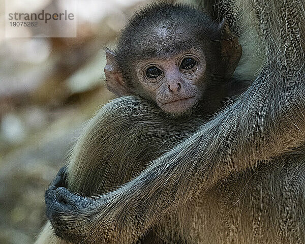 Gemeiner Langur (Semnopithecus entellus)  Bandhavgarh-Nationalpark  Madhya Pradesh  Indien  Asien