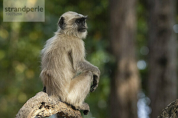 Gemeiner Langur (Semnopithecus entellus)  Bandhavgarh-Nationalpark  Madhya Pradesh  Indien  Asien