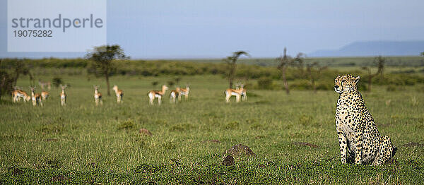 Gepard (Acinonyx Jubatus)  Masai Mara  Mara Nord  Kenia  Ostafrika  Afrika