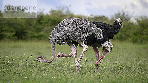 Strauß (Struthio Camelus)  Masai Mara  Mara Nord  Kenia  Ostafrika  Afrika