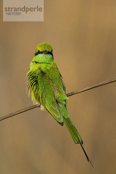 Grüner Bienenfresser (Merops orientalis)  Bandhavgarh-Nationalpark  Madhya Pradesh  Indien  Asien