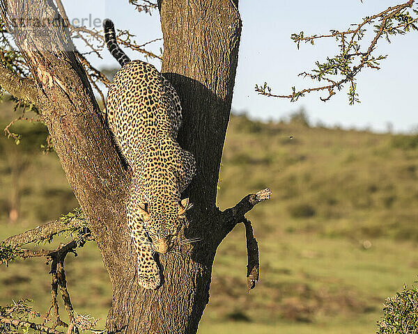 Leopard (Panthera Pardus)  Masai Mara  Mara Nord  Kenia  Ostafrika  Afrika