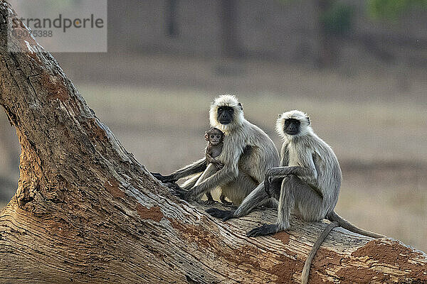 Gemeiner Langur (Semnopithecus entellus)  Bandhavgarh-Nationalpark  Madhya Pradesh  Indien  Asien