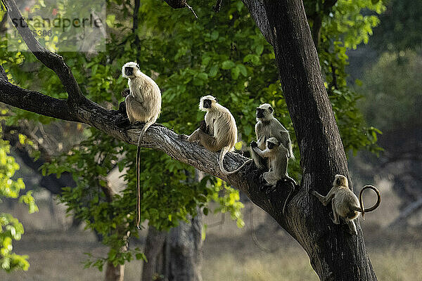 Gemeiner Langur (Semnopithecus entellus)  Bandhavgarh-Nationalpark  Madhya Pradesh  Indien  Asien