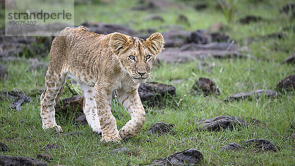 Afrikanischer Löwe (Panthera Leo)  Mara North  Masai Mara  Kenia  Ostafrika  Afrika