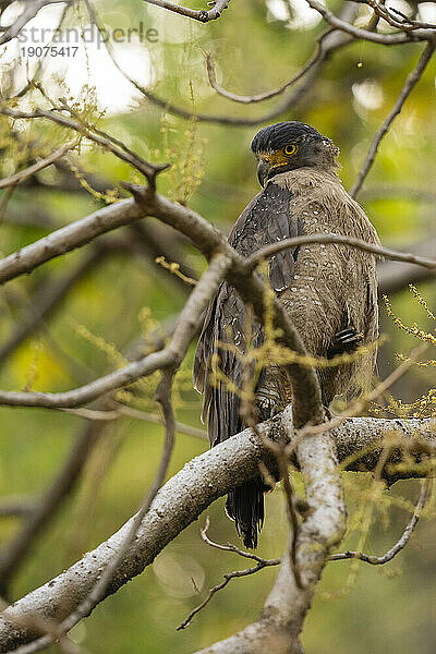 Haubenschlangenadler (Spilornis cheela)  Bandhavgarh-Nationalpark  Madhya Pradesh  Indien  Asien