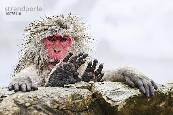 Japanischer Makaken (Macaca fuscats)  Nagano  Japan  Asien