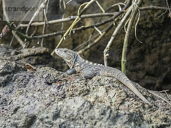 Ein ausgewachsener schwarzer Stachelschwanzleguan (Ctenosaura similis) sonnt sich in der Sonne  Caletas  Costa Rica  Mittelamerika