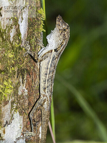 Eine ausgewachsene Grenzanole (Anolis limifrons) wirft ihre Haut an einem Baum in Playa Blanca  Costa Rica  Mittelamerika ab