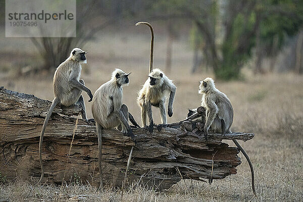 Gemeiner Langur (Semnopithecus entellus)  Bandhavgarh-Nationalpark  Madhya Pradesh  Indien  Asien