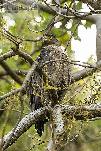 Haubenschlangenadler (Spilornis cheela)  Bandhavgarh-Nationalpark  Madhya Pradesh  Indien  Asien