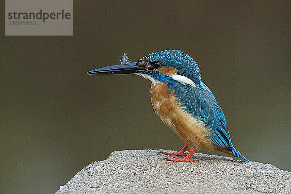 Eisvogel  Bandhavgarh-Nationalpark  Madhya Pradesh  Indien  Asien