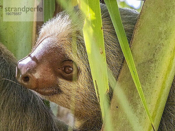 Ein erwachsenes Mutterfaultier (Choloepus hoffmanni) in einem Baum in Playa Blanca  Costa Rica  Mittelamerika