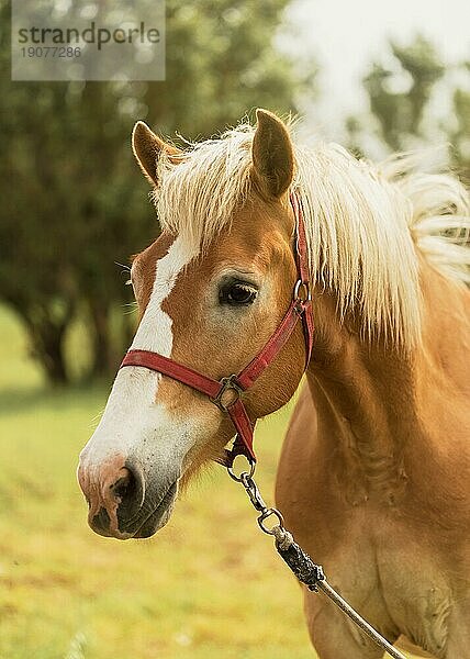 Schönes braunes Pferd im Freien