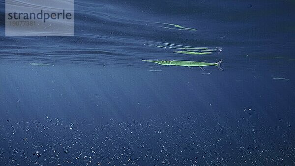 Sea Needle oder Garfish schwimmt unter der Oberfläche des blauen Wassers in der Sonne am Tag  ein großer Schwarm von kleinen Fischen schwimmt unter dem Meer Hecht  Rotes Meer  Ägypten  Afrika