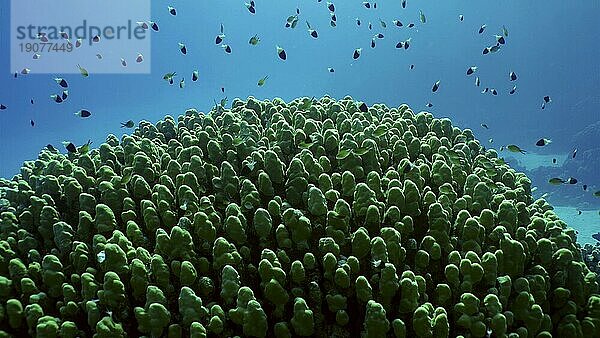 Hartkorallenkolonie Porites  ein Schwarm bunter tropischer Fische schwimmt über der Spitze des Korallenriffs in hellen Sonnenstrahlen  Gegenlicht (Contre jour) Rotes Meer  Safaga  Ägypten  Afrika