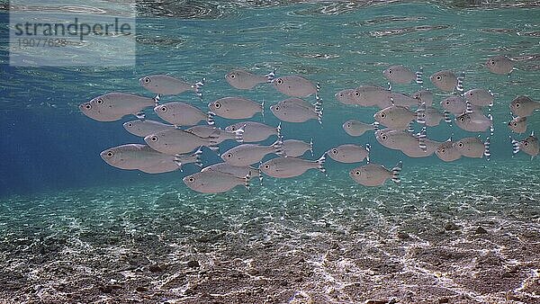 Nahaufnahme  Schwarm von Bindenflaggenschwanz  Fünffarbenflaggenschwanz oder Fünffarbenflaggenschwanz (Kuhlia mugil) schwimmt in blauem Wasser an einem sonnigen Tag im Sonnenschein  Rotes Meer  Ägypten  Afrika