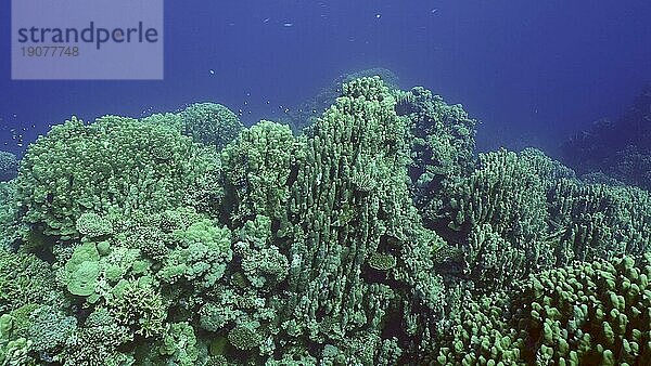 Hartkorallenkolonie Porites  tropische Fische schwimmen über der Spitze des Korallenriffs in der Sonne  Rotes Meer  Safaga  Ägypten  Afrika