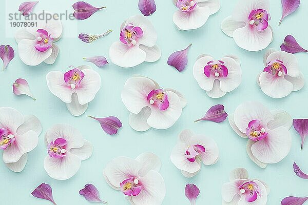 Draufsicht Arrangement rosa Orchideen