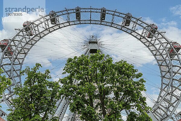 Das Wiener Riesenrad davor blühende Kastanienbäume (Castanea)  Prater  Wien  Österreich  Europa