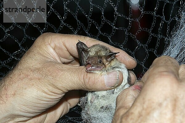 Großes Mausohr (Myotis myotis) wird aud dem Fangnetz befreit und beringt und nach der Beringung wird das Tier wieder freigelassen  Brandenburg  Deutschland  Europa