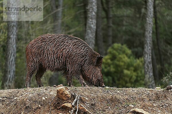 Wildschweine Natur