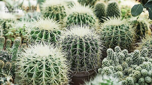 Nahaufnahme scharfkantiger stacheliger Kaktuspflanzen