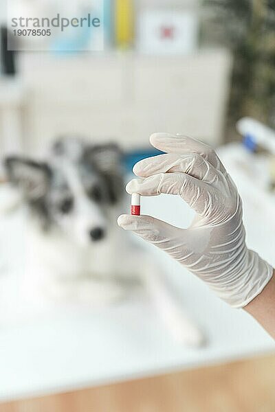 Weiblicher Tierarzt s Hand hält Kapsel vor Unschärfe Hundeklinik