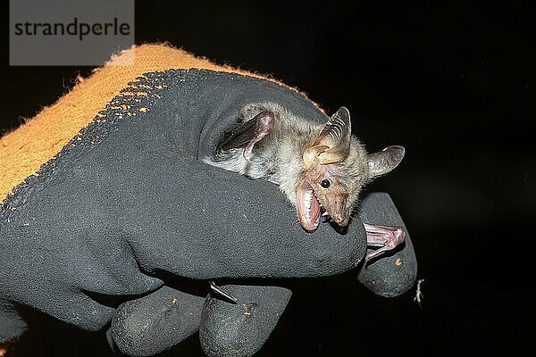 Großes Mausohr (Myotis myotis) nach der Beringung wird das Tier wieder freigelassen  Brandenburg  Deutschland  Europa