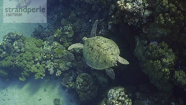 Draufsicht auf eine Große Grüne Meeresschildkröte (Chelonia mydas)  die neben einem Korallenriff schwimmt  Rotes Meer  Ägypten  Afrika