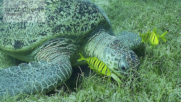 Große Grüne Meeresschildkröte (Chelonia mydas) mit einer Gruppe goldener Trevally Fische (Gnathanodon) speciosus  die grünes Seegras fressen  Rotes Meer  Safaga  Ägypten  Afrika