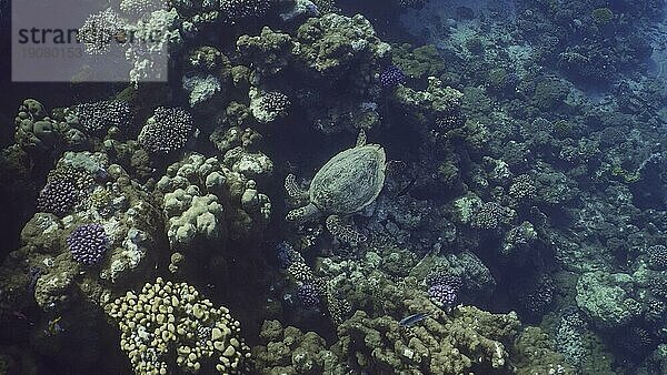 Draufsicht auf eine Echte Karettschildkröte (Eretmochelys imbricata) oder Bissa schwimmt über einem Korallenriff mit bunten tropischen Fischen  die um sie herum schwimmen  Rotes Meer  Ägypten  Afrika