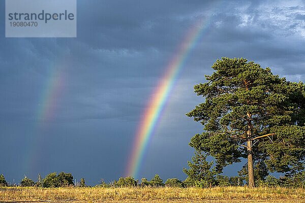 Regenbogen über einem Feld mit Baum am Partwitzer See  Elsterheide  Landkreis Oberspreewald-Lausitz Elsterheide  Sachsen  Deutschland  Europa