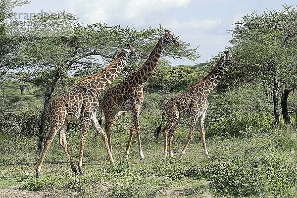 Massai-Giraffe (Giraffa tippelskirchi)  Gruppe von Tieren schreitet durch Akazienhain  Ndutu Schutzgebiet  Tansania  Afrika