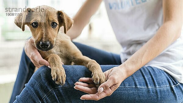 Niedlicher Rettungshund im Tierheim wird von Frau gehalten