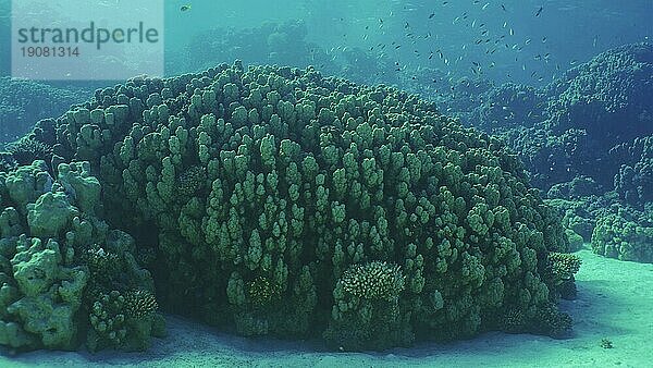 Hartkorallenkolonie Porites  tropische Fische schwimmen über der Spitze des Korallenriffs in der Sonne  Rotes Meer  Safaga  Ägypten  Afrika