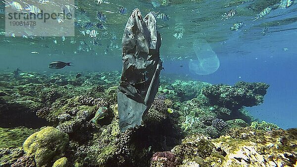 Nahaufnahme einer alten schwarzen Plastiktüte  die zusammen mit kolonialen Pyrosoma Tunicates unter der Wasseroberfläche über einem Korallenriff treibt  in dessen Nähe ein Fischschwarm schwimmt  Rotes Meer  Ägypten  Afrika