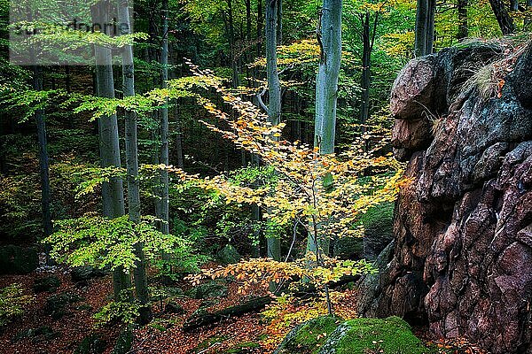 Stille Waldlandschaft im Frühherbst  Riesengebirge  Polen  Europa
