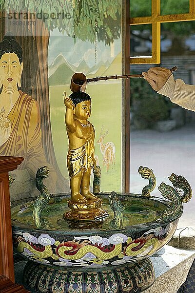 Person gießt Wasser über eine kleine goldene Buddha-Figur für Wohlstand und Glück  Haedong Yonggungsa Temple  Busan  Provinz Gyeongsangnam-do
