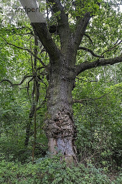 Beschädigter Stamm einer alten Eiche (Quercus) bei Lübben  Brandenburg  Deutschland  Europa