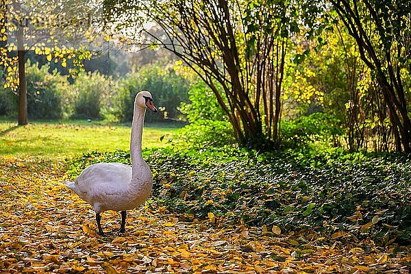Schwanenspaziergang im gefallenen Herbstlaub  ruhige Landschaft im Lazienki Park in Warschau  Polen  Europa